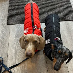 The Dog Face Jacket for Dachshund